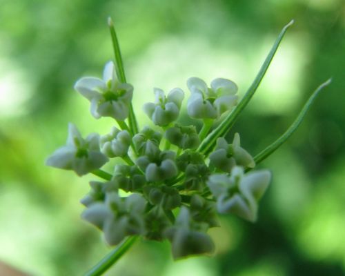 Close-up of small white flowers clustered together, set against a soft green background.