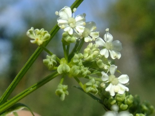 Close-up of delicate white flowers with green buds against a blurred natural background.