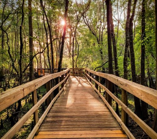 A wooden boardwalk stretches through a lush, green forest with sunlight filtering through the trees.