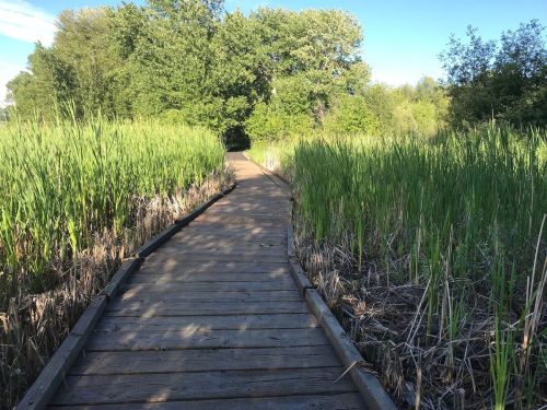 A wooden boardwalk leads through tall green grass and trees in a serene natural setting.