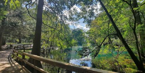 A serene forest scene with a wooden walkway beside a clear, reflective body of water surrounded by lush greenery.
