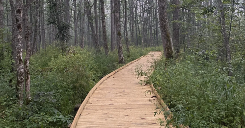 A wooden boardwalk winds through a forested bog on a misty day in Orr, Minnesota.