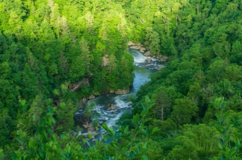 A lush green forest surrounds a winding river, with sunlight filtering through the trees in a serene landscape.