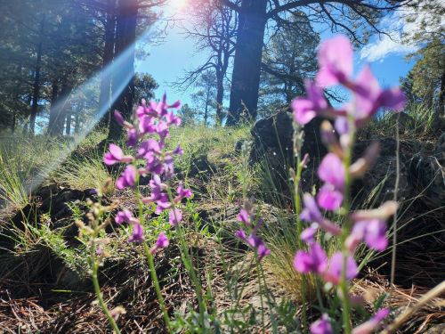 Vibrant purple flowers in a sunlit forest, with trees and a clear blue sky in the background.