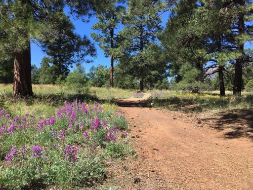 A dirt path winds through a sunny forest, lined with purple wildflowers and tall green trees.