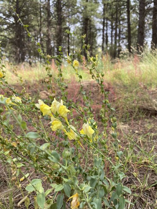 A cluster of yellow wildflowers growing amidst green foliage in a forested area.