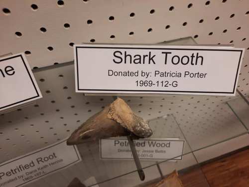 A fossilized shark tooth displayed in a museum with a label indicating its donor and identification number.