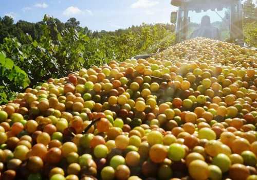 A close-up of a tractor loaded with freshly harvested grapes in a sunlit vineyard.