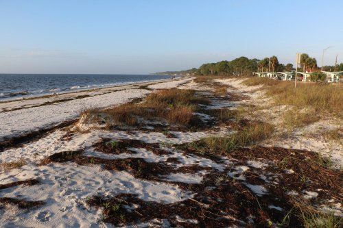 A serene beach scene with sandy shores, gentle waves, and sparse vegetation along the coastline under a clear blue sky.