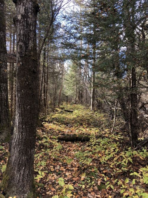 A serene forest path lined with trees and scattered autumn leaves, leading into a sunlit clearing.