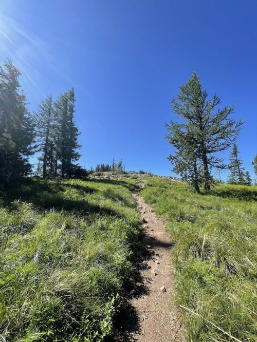 A dirt path leads up a grassy hill, surrounded by tall trees under a clear blue sky.