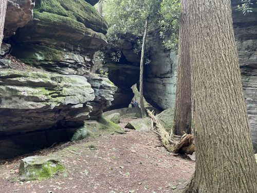 A narrow canyon surrounded by moss-covered rocks and tall trees, with a person visible in the distance.