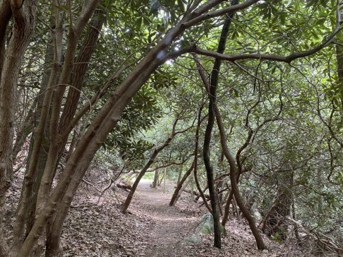 A winding path through a dense forest with intertwined trees and lush green foliage.