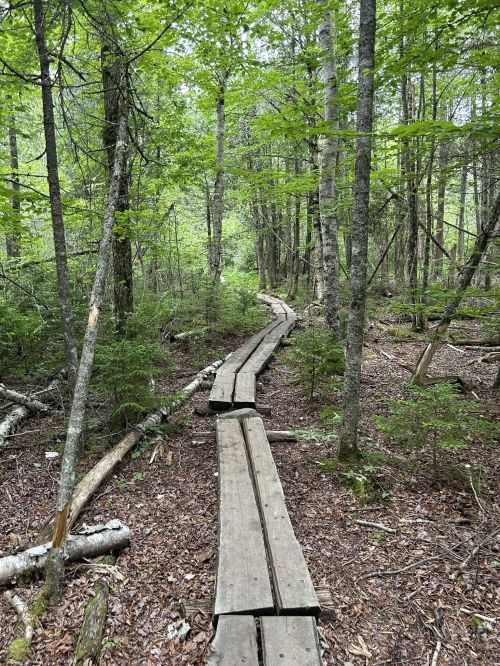 A wooden boardwalk winding through a lush green forest with trees and underbrush on either side.