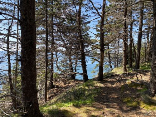 A serene forest path leads to a view of the ocean, surrounded by tall trees and dappled sunlight.