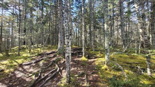 A serene forest scene with tall trees, moss-covered ground, and dappled sunlight filtering through the leaves.