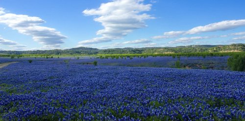 A vast field of blue flowers under a bright sky with fluffy clouds and green hills in the background.