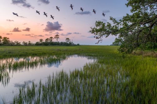 A serene wetland at sunset, with birds flying over calm waters and lush green grasses reflecting the colorful sky.