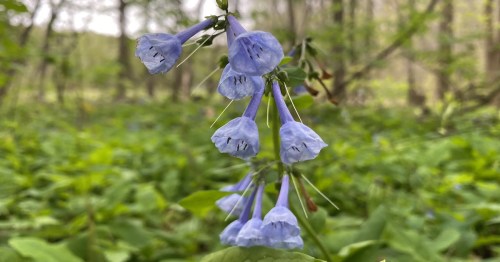 A cluster of delicate blue bell-shaped flowers surrounded by green foliage in a forest setting.