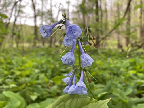 A cluster of delicate blue flowers with bell-shaped petals, surrounded by green foliage in a forest setting.