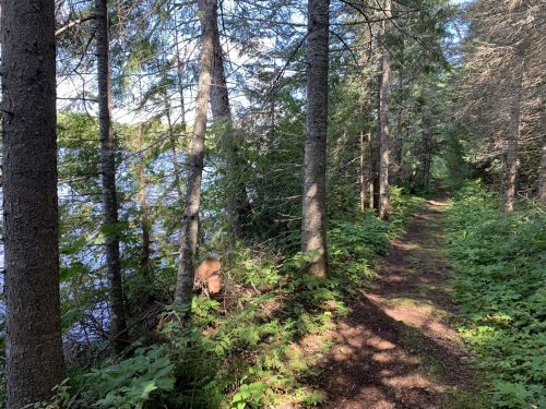 A serene forest path lined with trees, leading to a calm lake, surrounded by lush greenery and dappled sunlight.