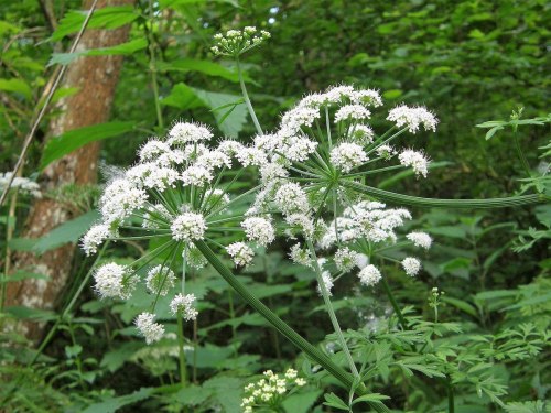 A cluster of delicate white flowers surrounded by lush green foliage in a forest setting.