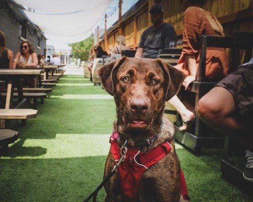 A brown dog in a red harness sits on green grass, surrounded by people at an outdoor seating area.