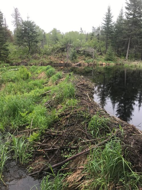 A wetland area with a pond, surrounded by lush greenery and trees, featuring a beaver dam made of branches and grass.
