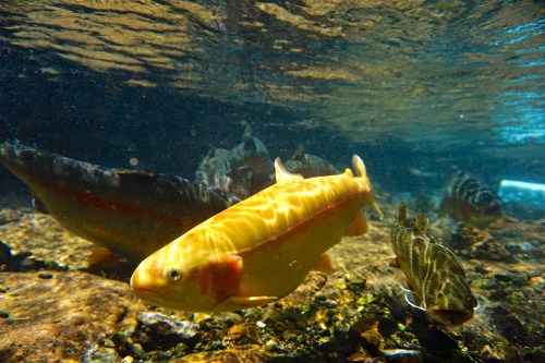 A group of colorful fish swimming underwater, with sunlight filtering through the water's surface.
