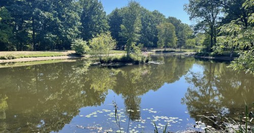 A serene pond surrounded by lush greenery, reflecting trees and blue sky on a sunny day.