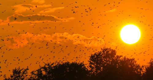 A vibrant sunset with a golden sun surrounded by silhouettes of trees and flocks of birds in the sky.