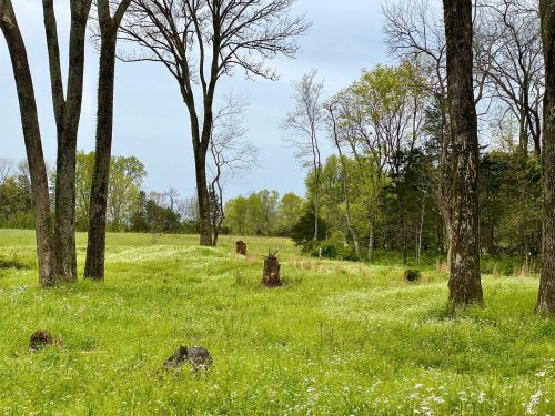 A serene landscape featuring tall trees and a grassy field dotted with wildflowers under a cloudy sky.