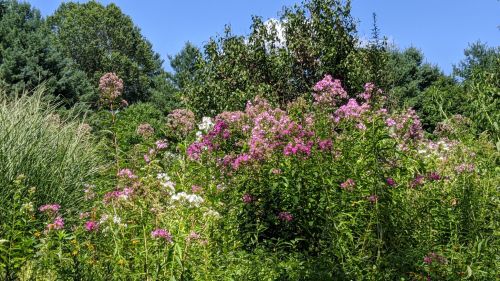 A vibrant field of wildflowers in various shades of pink and white, surrounded by lush green foliage under a clear blue sky.