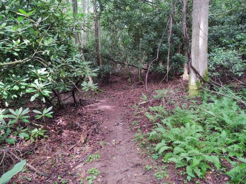 A narrow dirt path winding through a lush, green forest with ferns and dense foliage on either side.