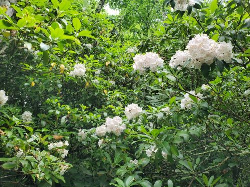 A lush green scene filled with white flowers among dense foliage.