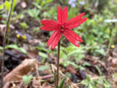 A close-up of a vibrant red flower with pointed petals, surrounded by green foliage and fallen leaves.