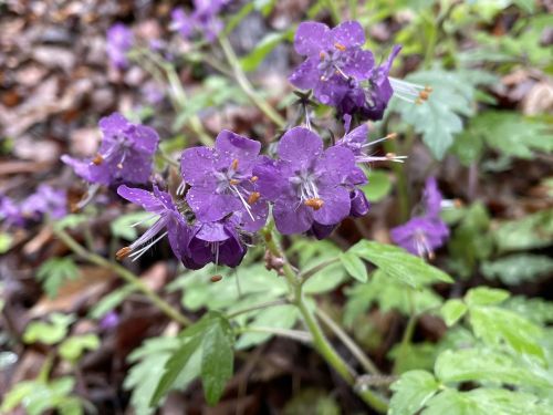 A cluster of vibrant purple flowers with delicate petals, surrounded by green leaves and a damp forest floor.