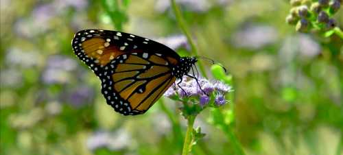 A monarch butterfly perched on a purple flower, surrounded by green foliage in a sunny garden.