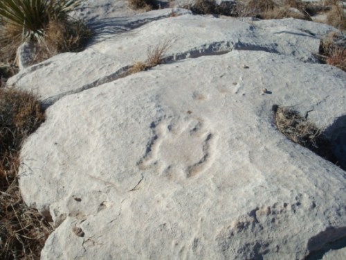 A large animal paw print embedded in a rocky surface, surrounded by sparse vegetation.