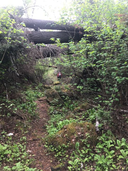 A hiker walks along a narrow, overgrown trail surrounded by fallen trees and lush greenery.