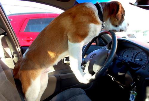 A dog standing on the driver's seat, looking out the windshield of a parked car.