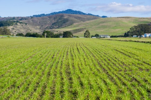 Lush green rice field with rows of plants, set against rolling hills and a clear blue sky.