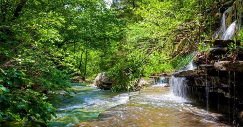 A serene forest scene featuring a flowing stream and small waterfalls surrounded by lush green foliage.