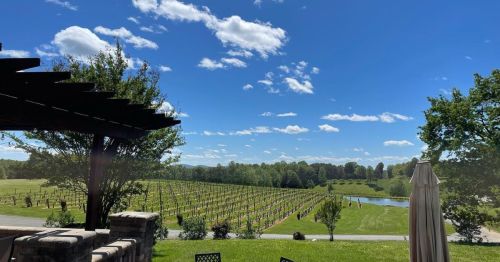 A scenic view of a vineyard under a blue sky with fluffy clouds, featuring lush greenery and a tranquil pond.
