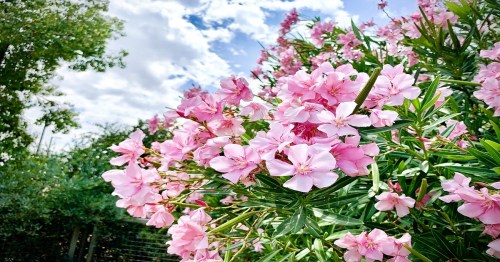 A vibrant cluster of pink flowers against a backdrop of green leaves and a partly cloudy sky.