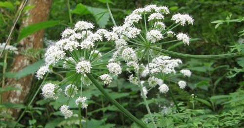 A cluster of white flowers with delicate petals, surrounded by lush green foliage in a forest setting.