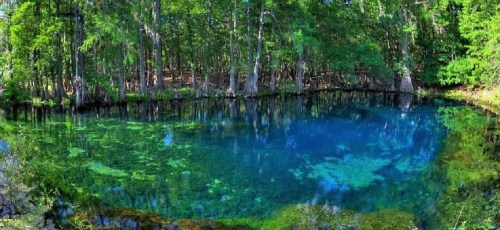 A serene, clear blue pond surrounded by lush green trees and vibrant aquatic plants.