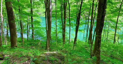 Lush green forest with tall trees overlooking a serene, turquoise lake in the background.