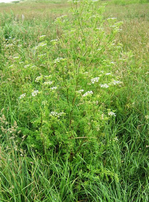 A tall green plant with white flowers surrounded by lush grass in a natural field setting.
