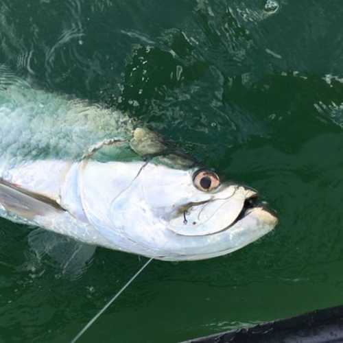 A close-up of a fish caught on a line, partially out of the water, with shimmering scales and a focused expression.